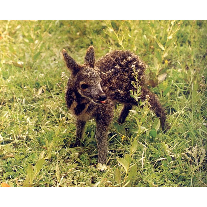 Moschus chrysogaster Фото №8