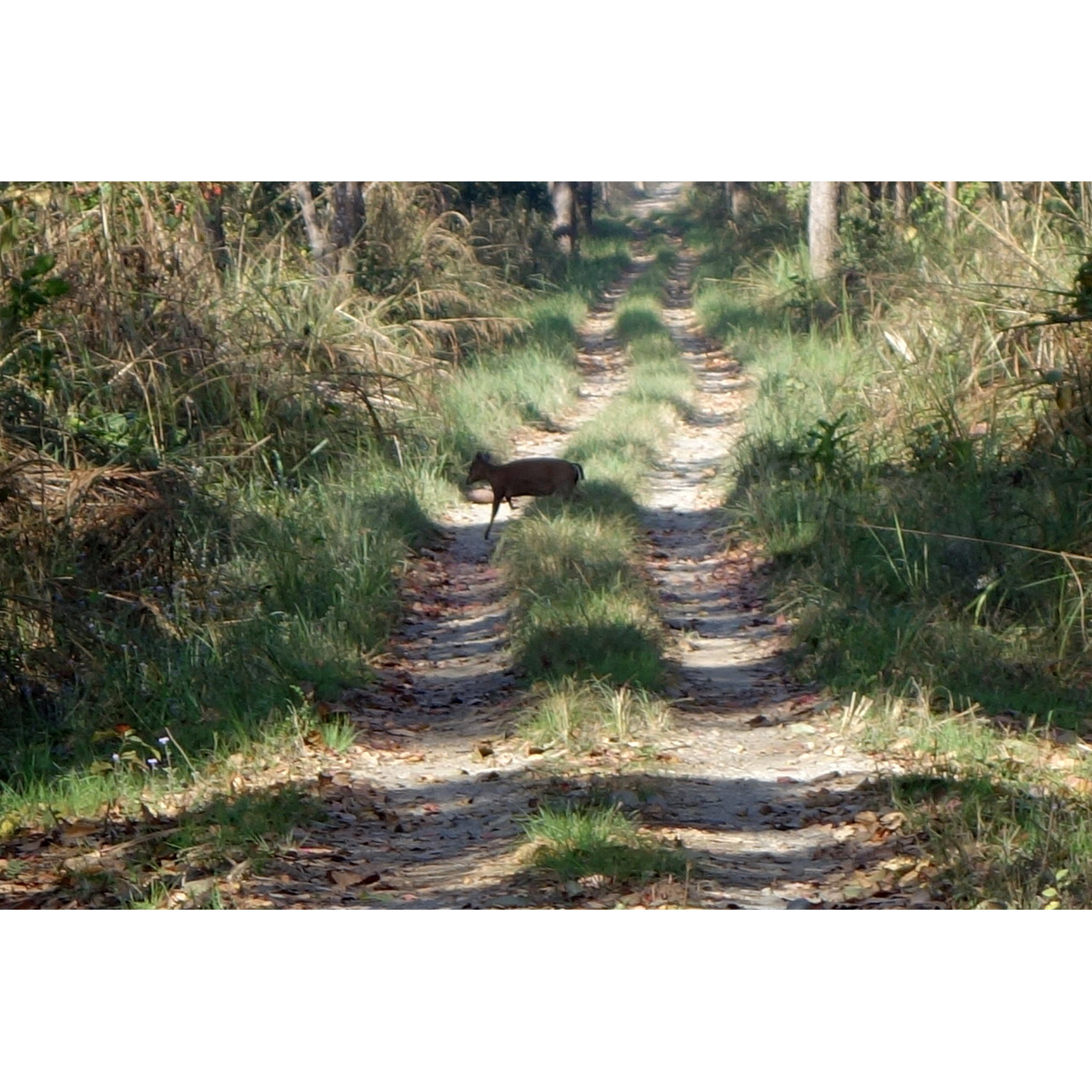 Moschus fuscus Фото №2