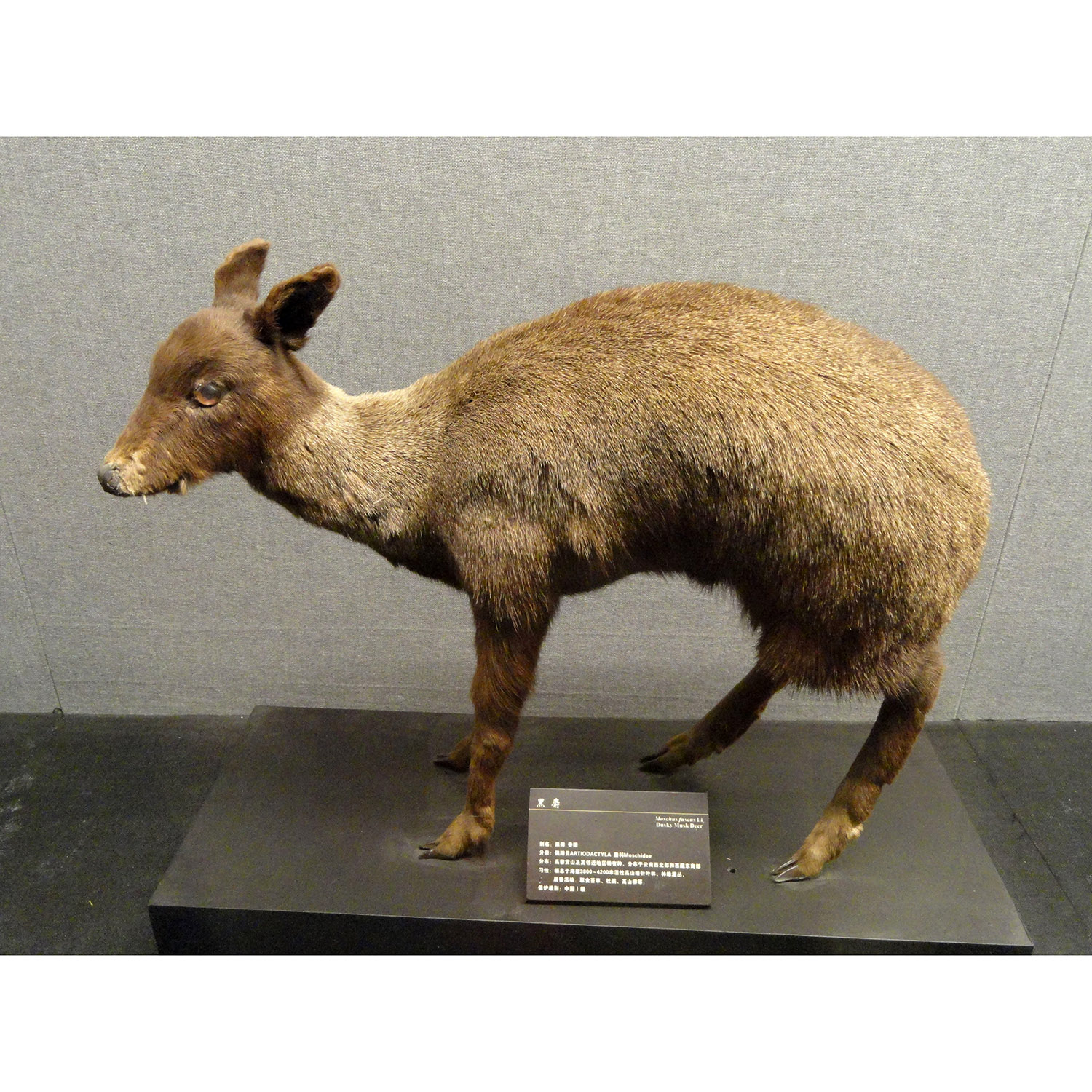 Moschus fuscus Фото №3