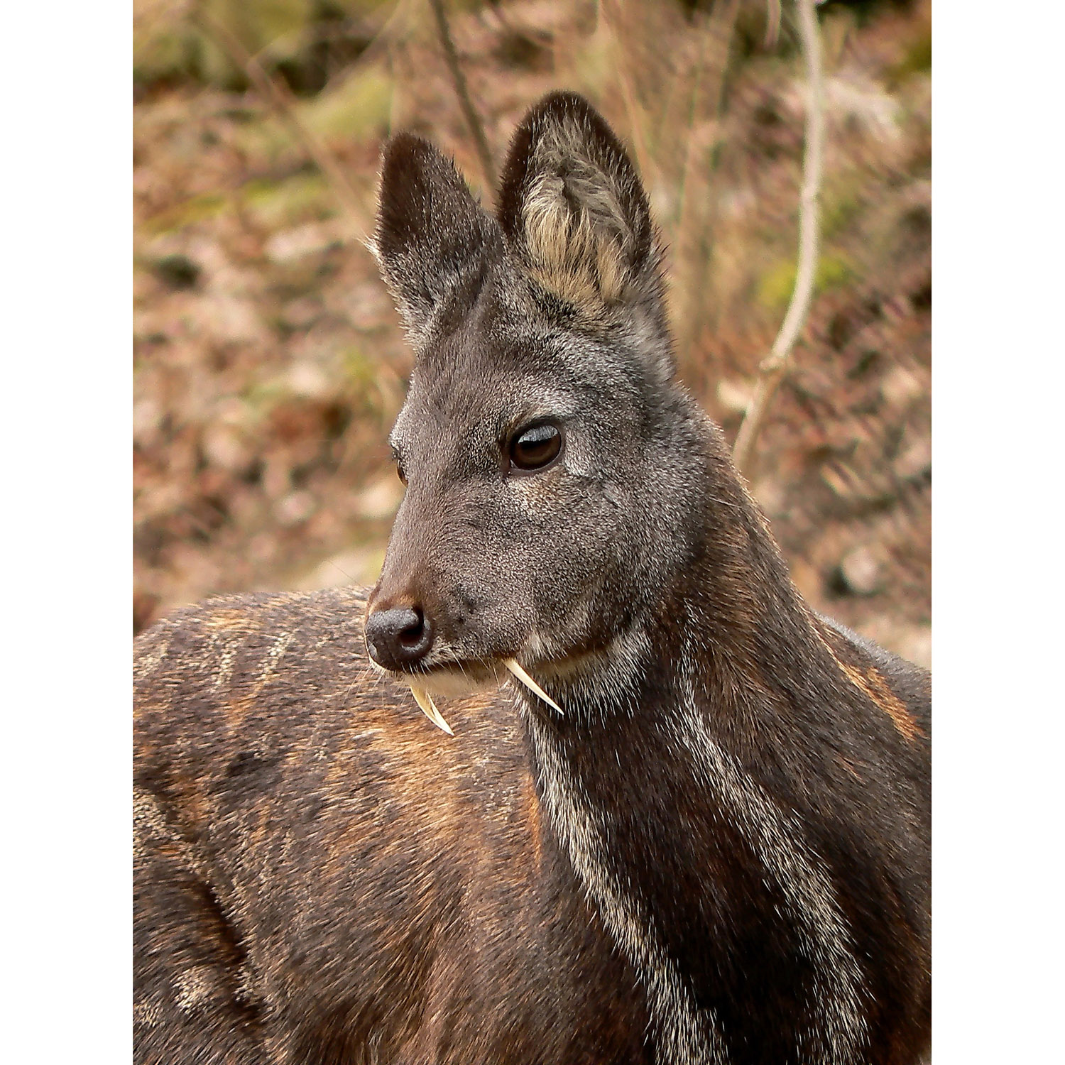 Moschus moschiferus Фото №10
