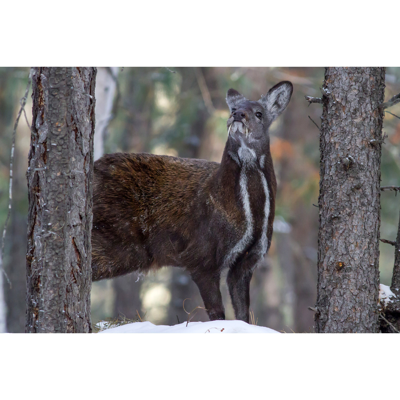 Moschus moschiferus Фото №2