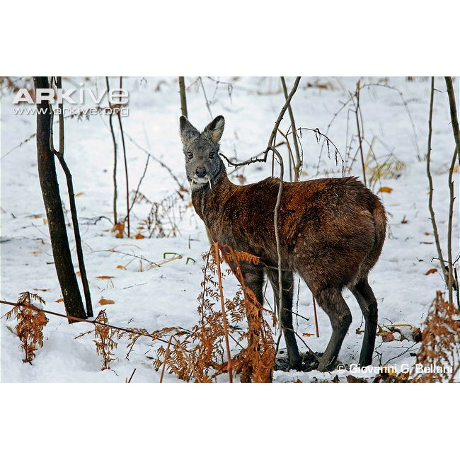 Moschus moschiferus Фото №3