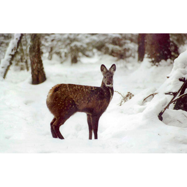 Moschus moschiferus Фото №4