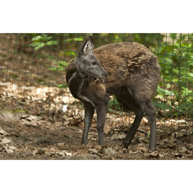 Moschus moschiferus Фото №5