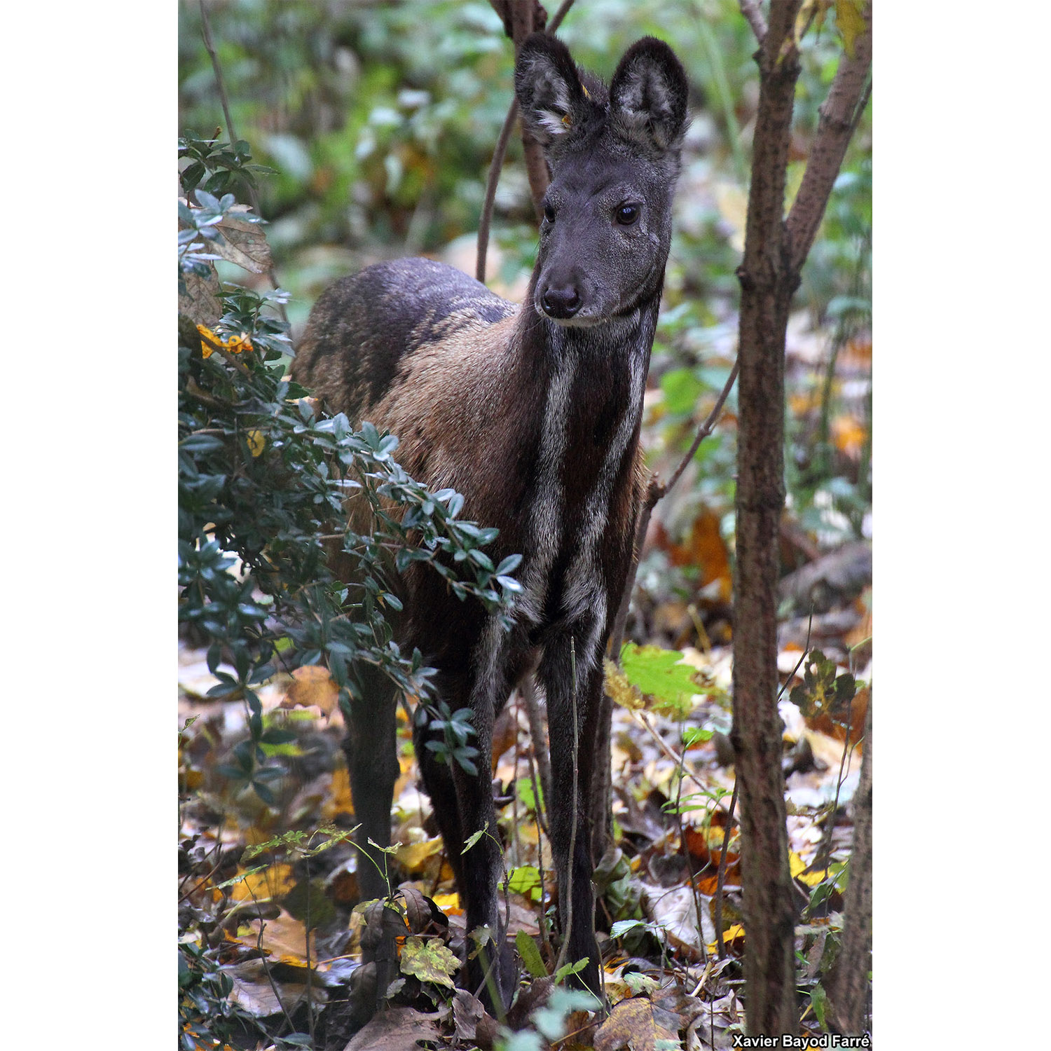 Moschus moschiferus Фото №6