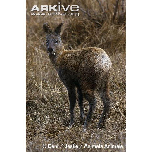 Moschus moschiferus Фото №7
