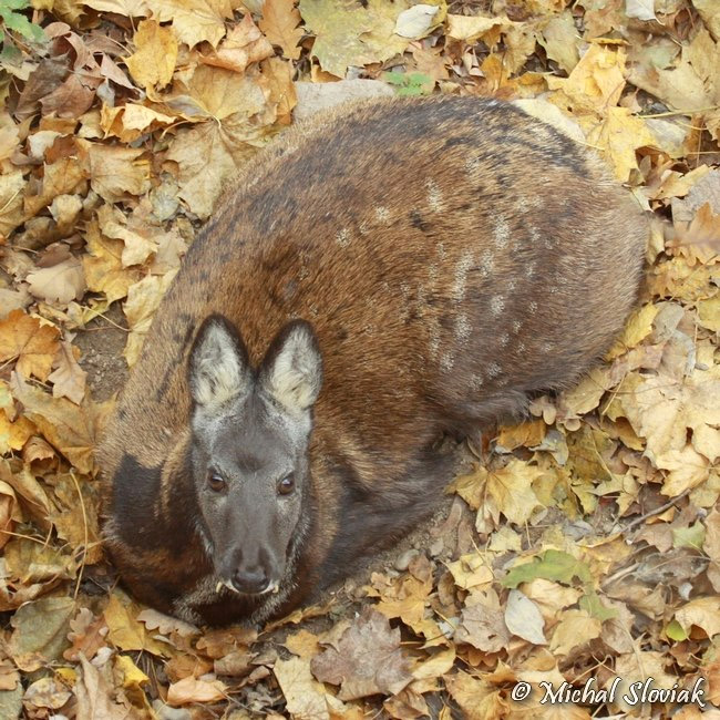 Moschus moschiferus Фото №8