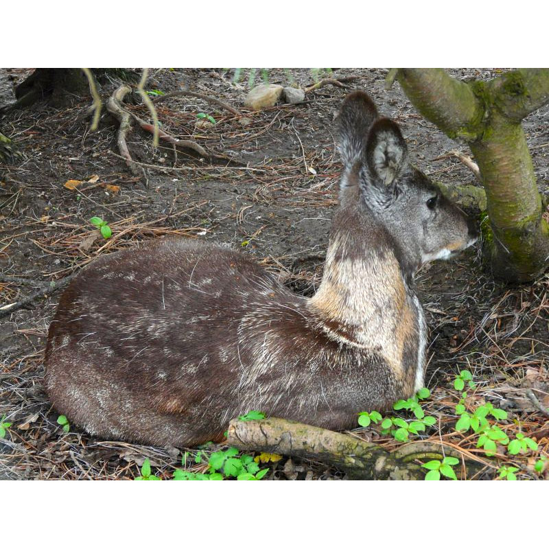 Moschus moschiferus Фото №9