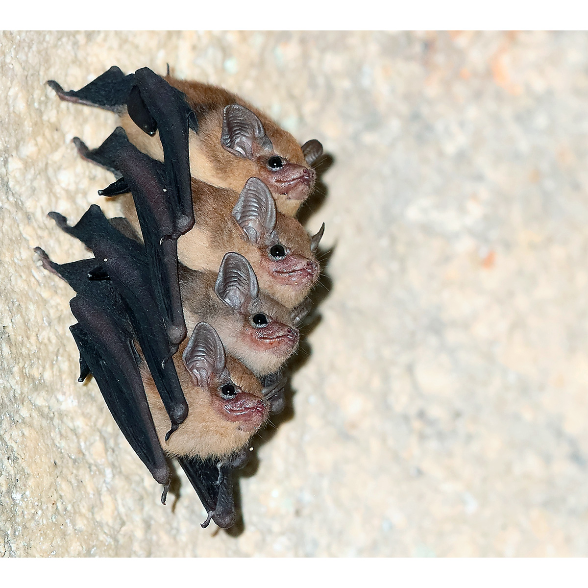 Черноватый мешкокрыл (Mosia nigrescens) Фото №2