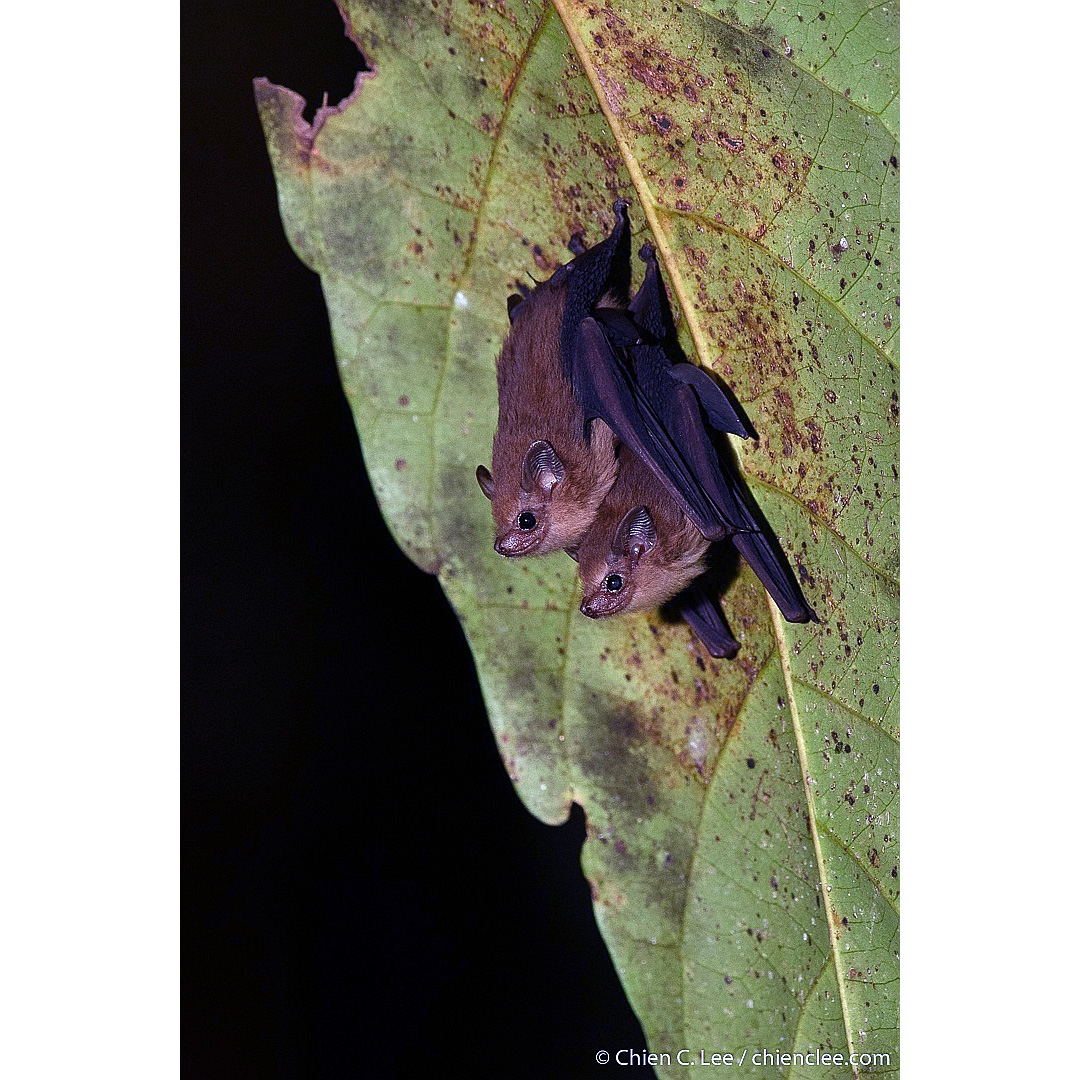 Черноватый мешкокрыл (Mosia nigrescens) Фото №3