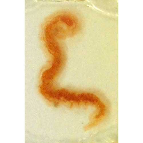 Семейство Multicalycidae  фото
