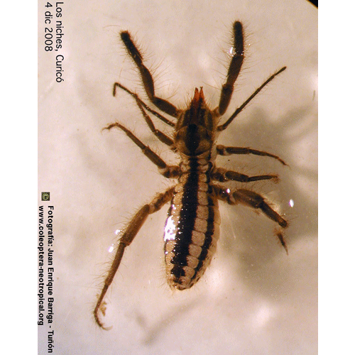 Семейство Mummuciidae фото