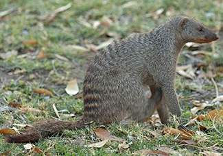 Mungos mungo grisonax