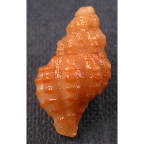 Семейство Muricoidea  фото