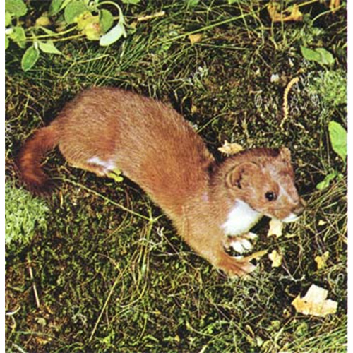 Амазонская ласка (Mustela africana) Фото №2