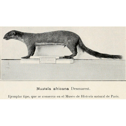 Амазонская ласка (Mustela africana) Фото №3