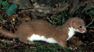 Mustela africana africana