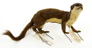 Mustela africana stolzmanni