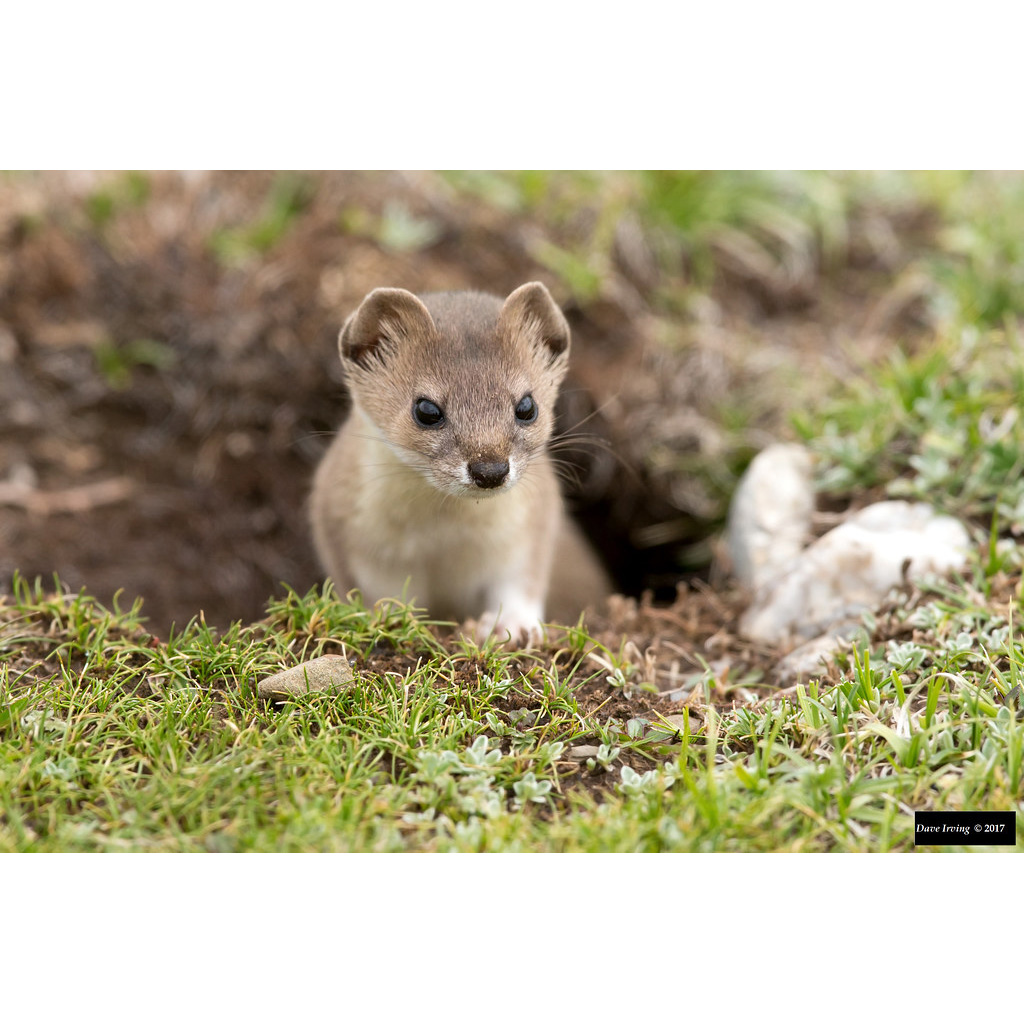 Солонгой (Mustela altaica) Фото №10