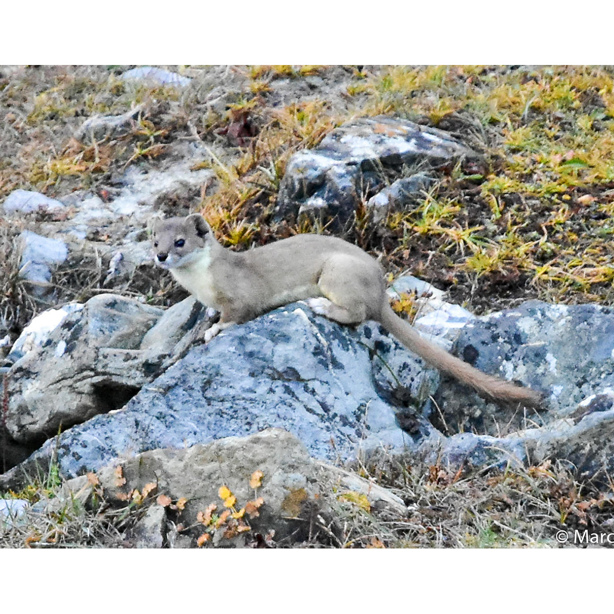 Солонгой (Mustela altaica) Фото №2