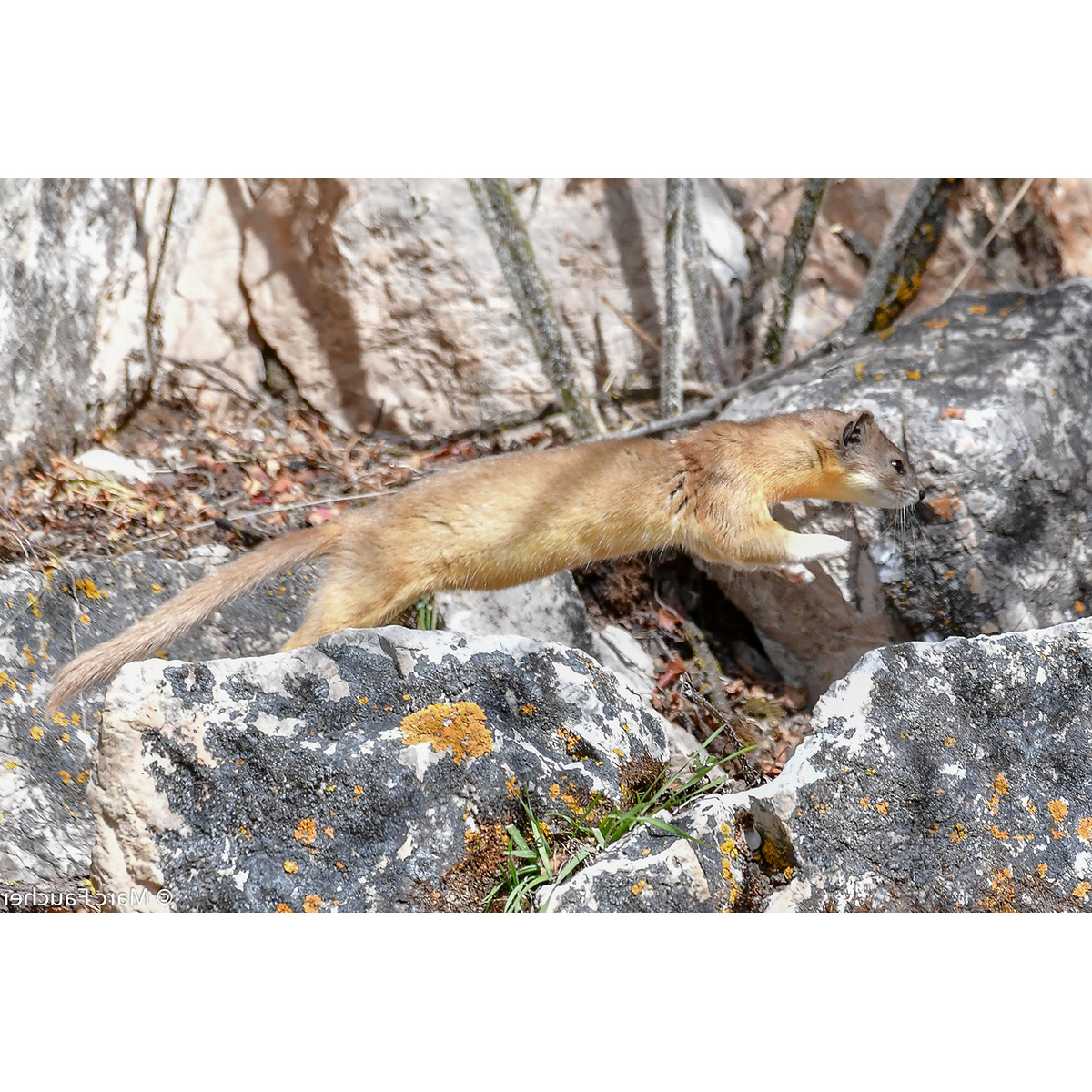 Солонгой (Mustela altaica) Фото №3