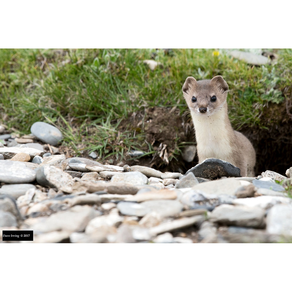 Солонгой (Mustela altaica) Фото №5