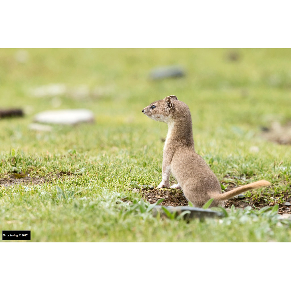 Солонгой (Mustela altaica) Фото №6