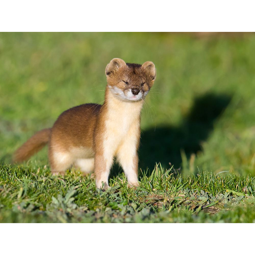 Солонгой (Mustela altaica) Фото №7