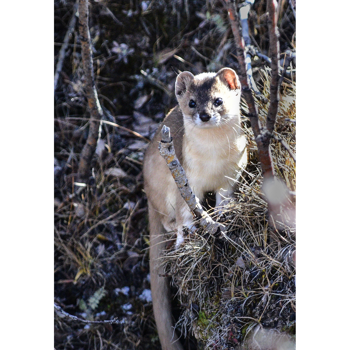 Солонгой (Mustela altaica) Фото №8