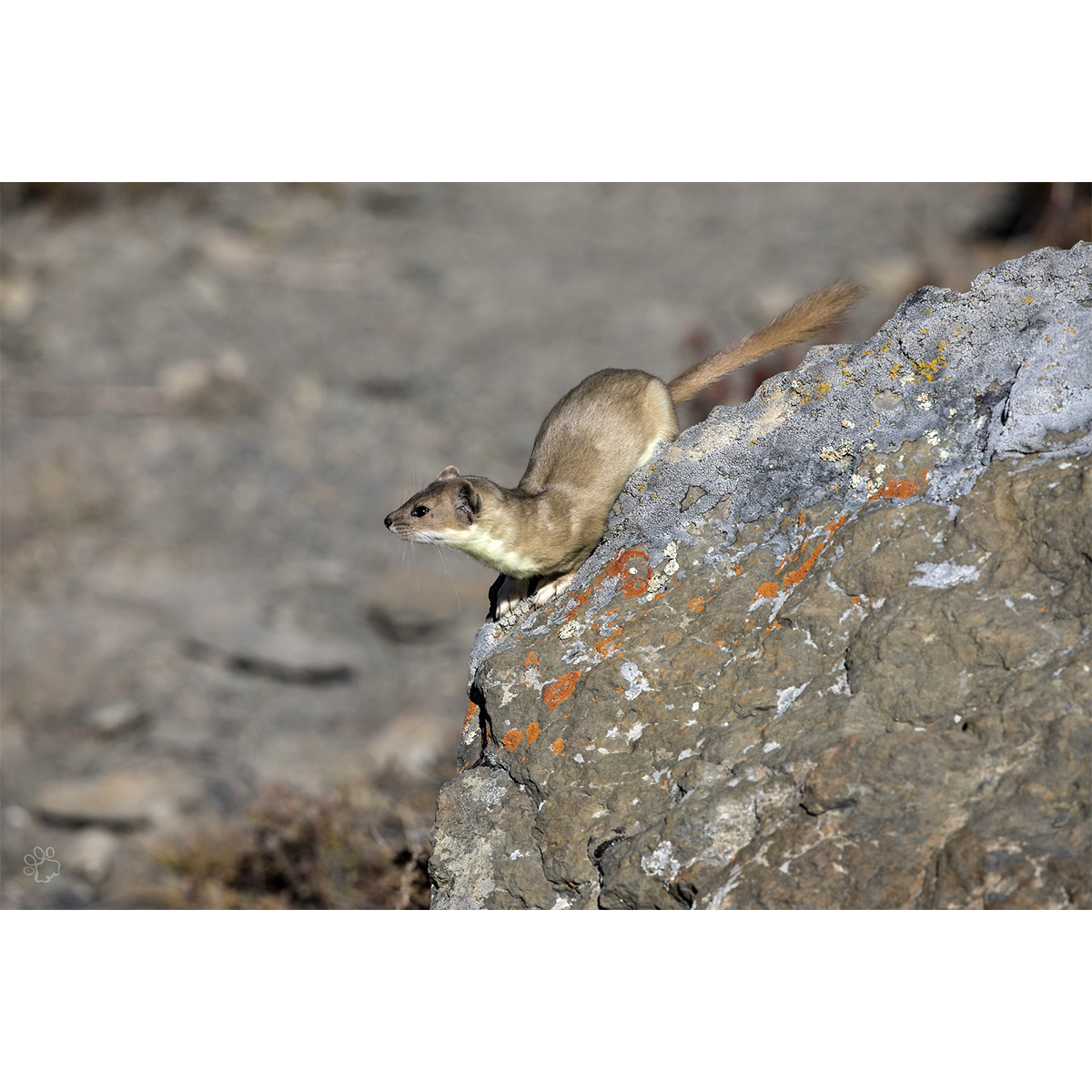 Солонгой (Mustela altaica) Фото №9