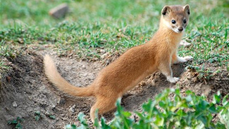 Mustela altaica altaica