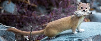 Mustela altaica raddei