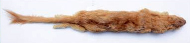 Mustela altaica temon