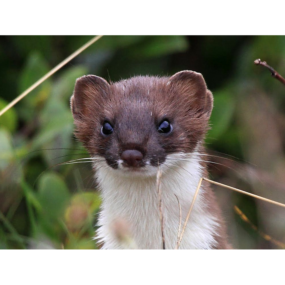 Горностай (Mustela erminea) Фото №10