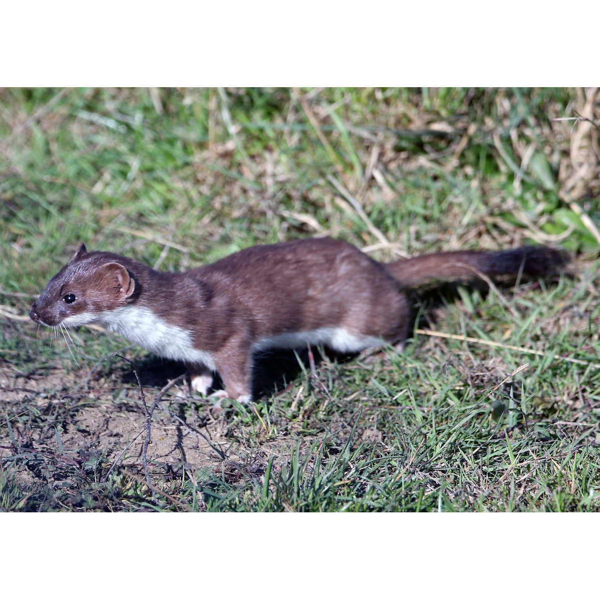 Горностай (Mustela erminea) Фото №2