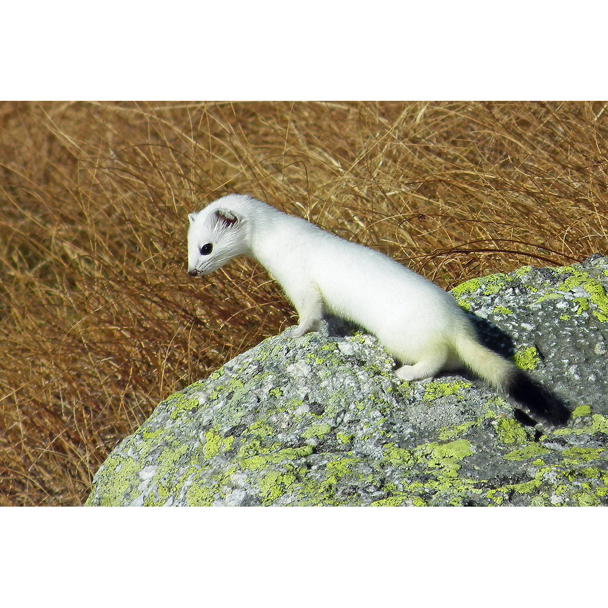 Горностай (Mustela erminea) Фото №4