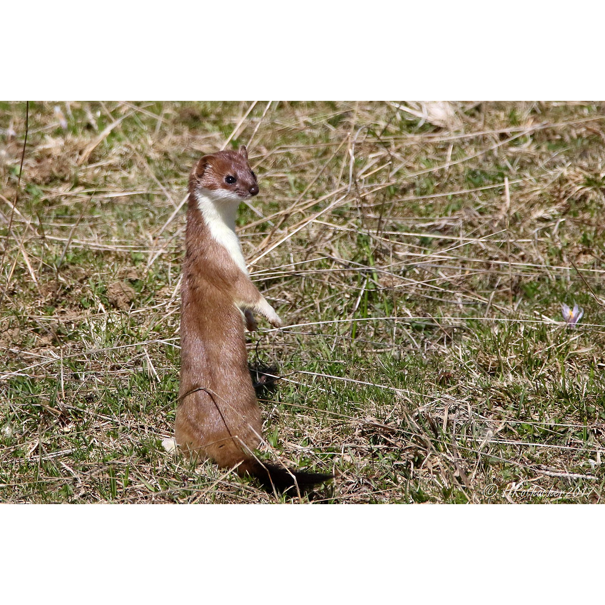 Горностай (Mustela erminea) Фото №5