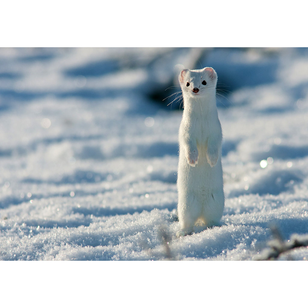Горностай (Mustela erminea) Фото №6