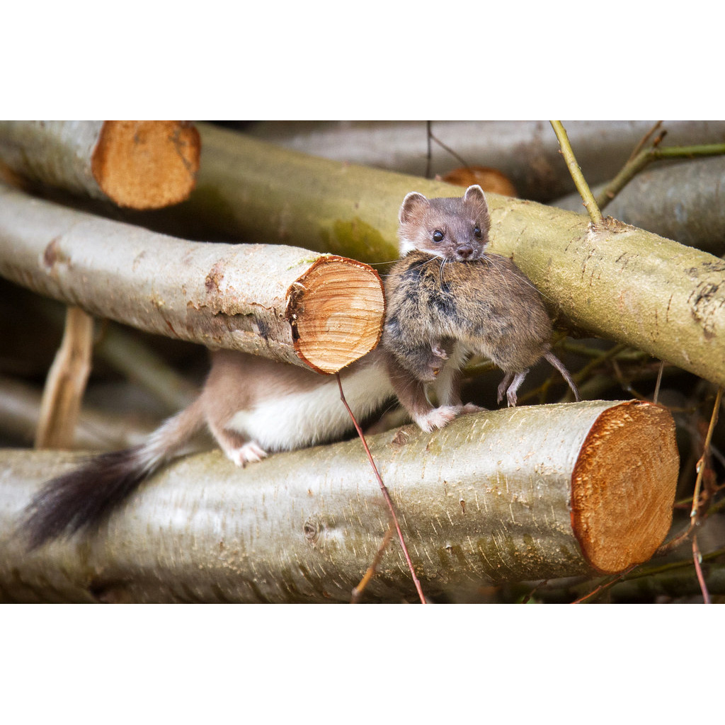 Горностай (Mustela erminea) Фото №7