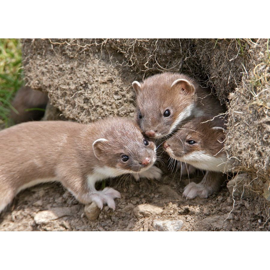 Горностай (Mustela erminea) Фото №8
