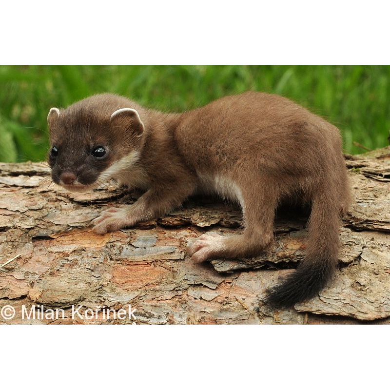 Горностай (Mustela erminea) Фото №9