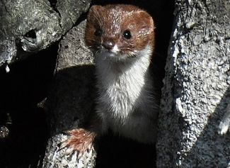 Mustela erminea aestiva