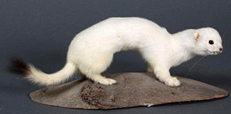 Mustela erminea cicognanii