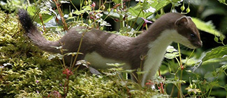 Mustela erminea erminea