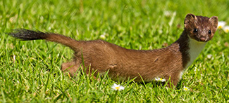 Mustela erminea hibernica