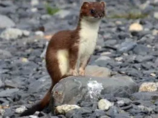 Mustela erminea kadiacensis