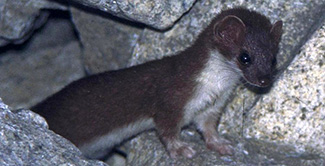 Mustela erminea nippon