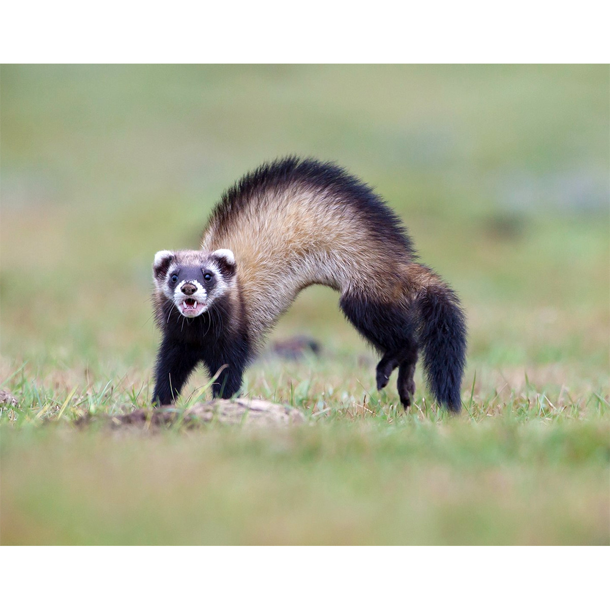 Степной хорёк (Mustela eversmanii) Фото №3