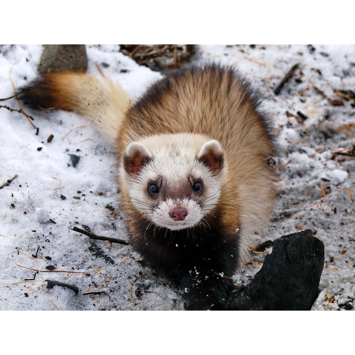 Степной хорёк (Mustela eversmanii) Фото №5
