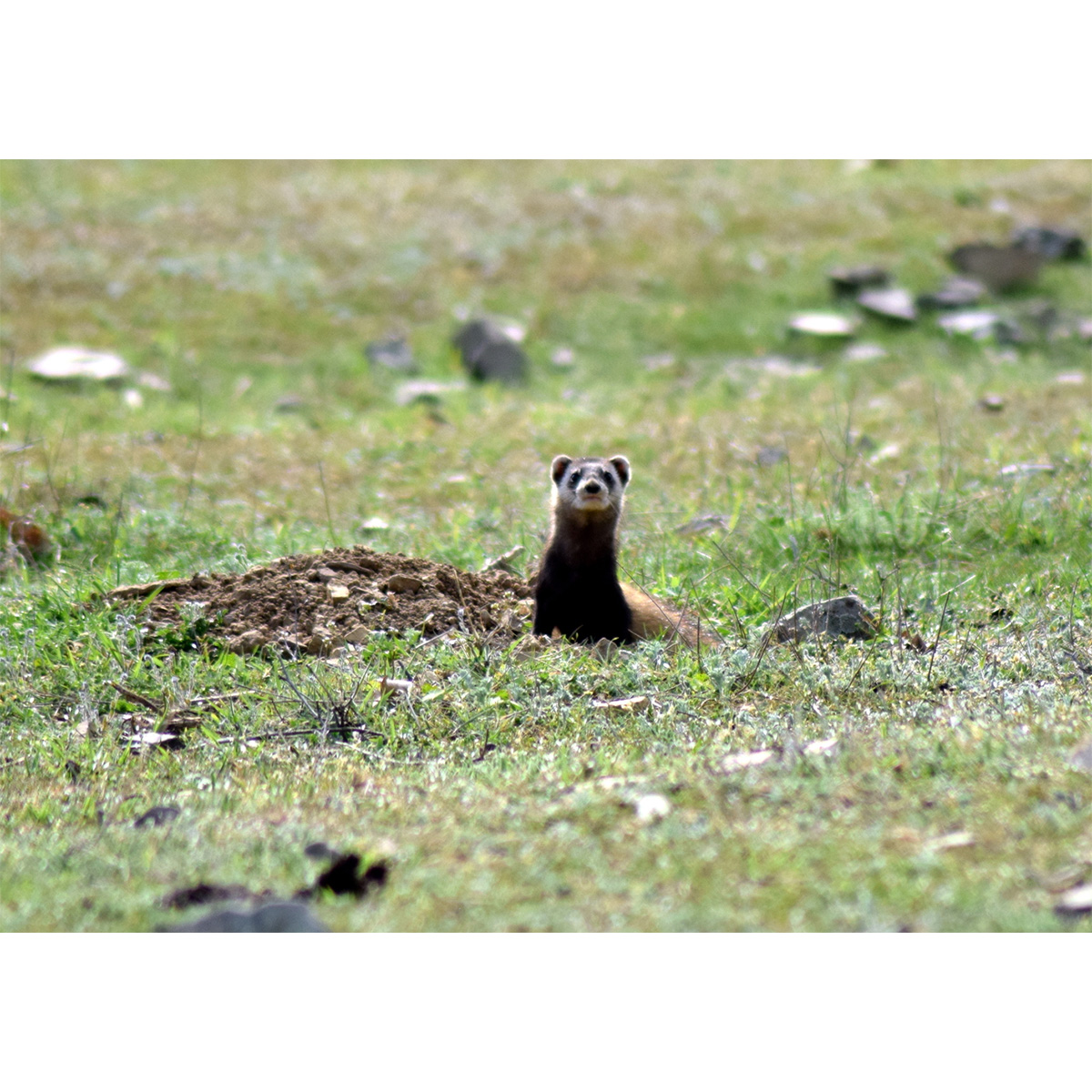 Степной хорёк (Mustela eversmanii) Фото №6